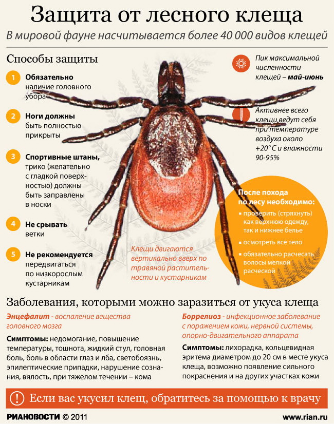 Клещевой энцефалит Клещевой энцефалит