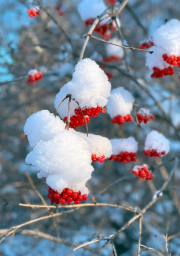Фото-выставка "Волшебство в снежинках" 2